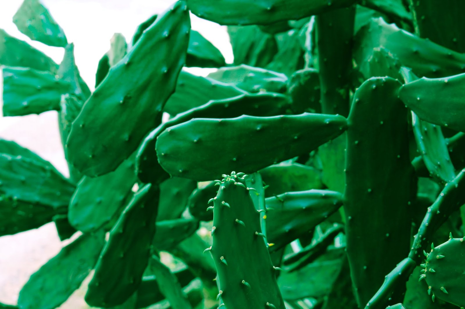 mexican nopal cactus