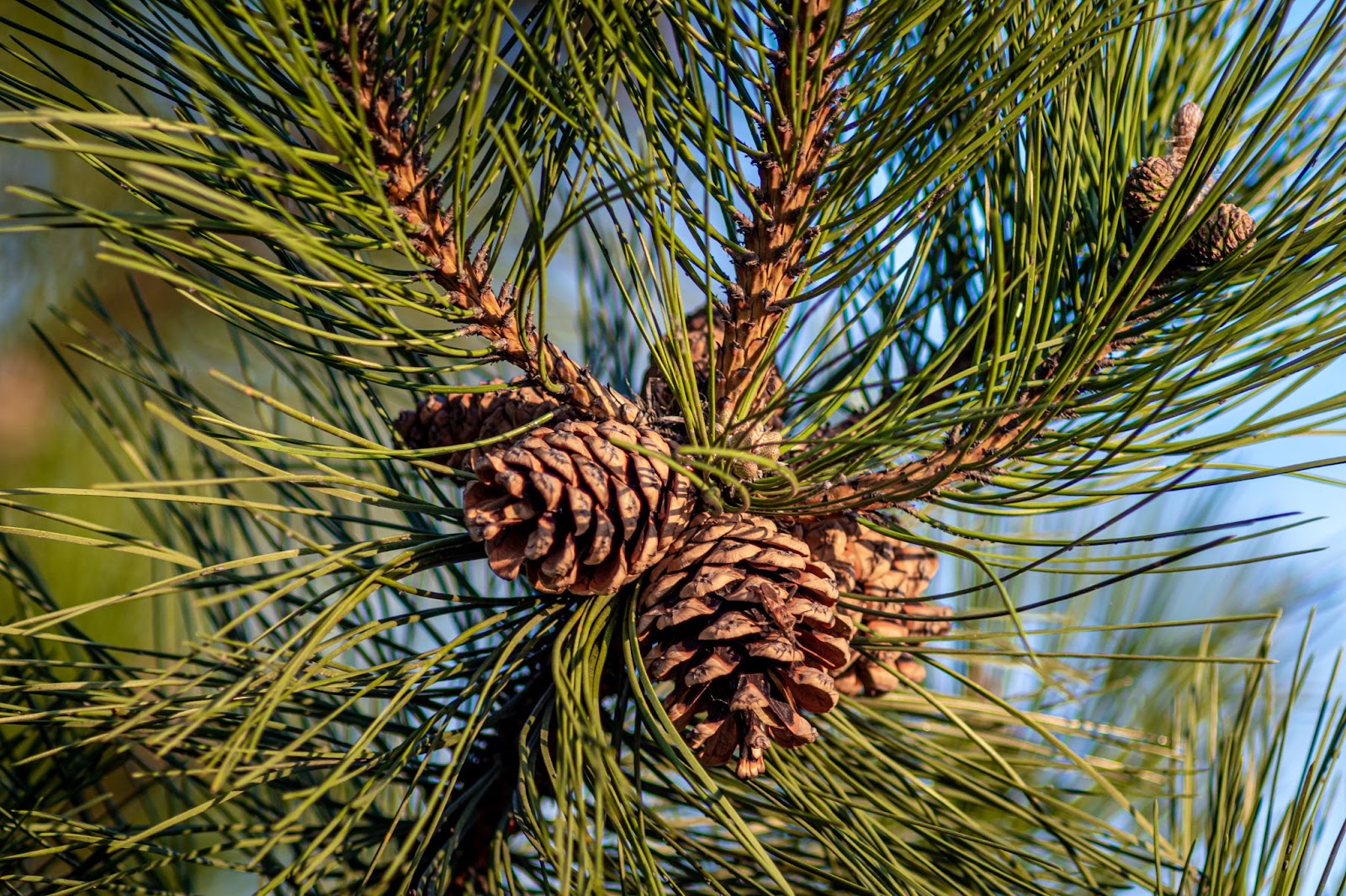 Pinene gives energy and focus, and is believed to have antidepressant and anti-cancer properties.