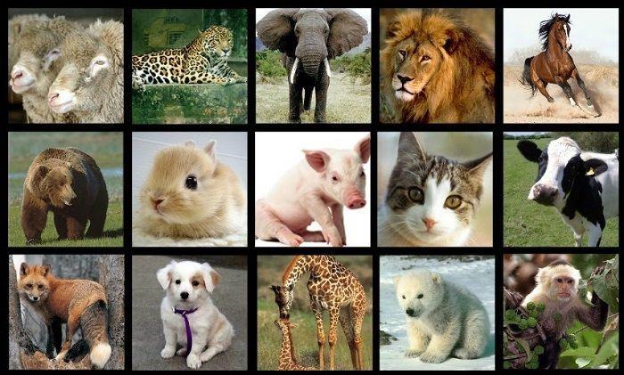 Animales Vivíparos: Cuáles Son, Especies, Ejemplos y Lista de Nombres |  Animales viviparos, Imagenes de animales, Animales