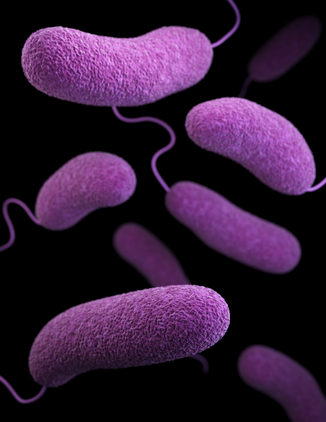 3D image of Bacteria dyed purple representing gut flora in Dysbiosis.