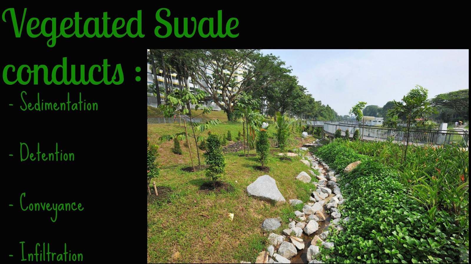 VEGETATED SWALE.jpg