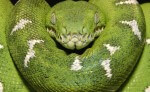 cobre verde.jpg