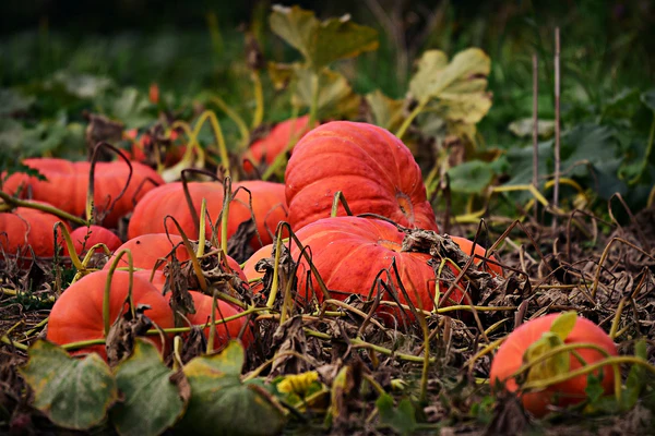 use nitrogen enrich soil for pumpkins