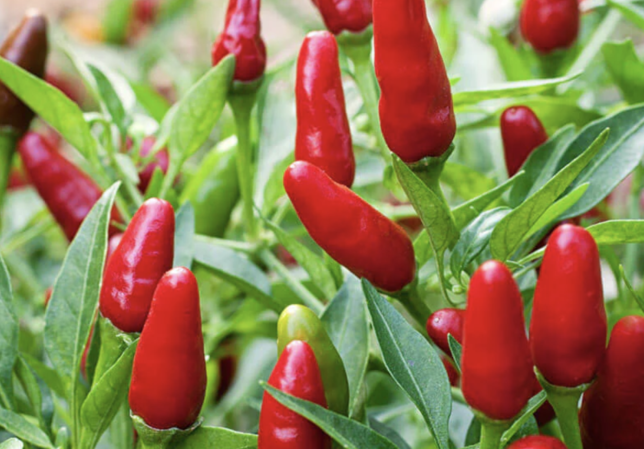 Thai Hot Pepper