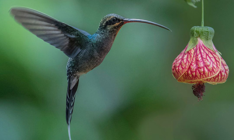 Long-billed Hermit (Phaethornis longirostris)