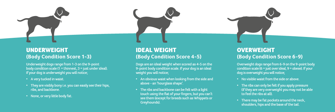 Is Your Poodle Too Skinny? Here'S What You Need To Know