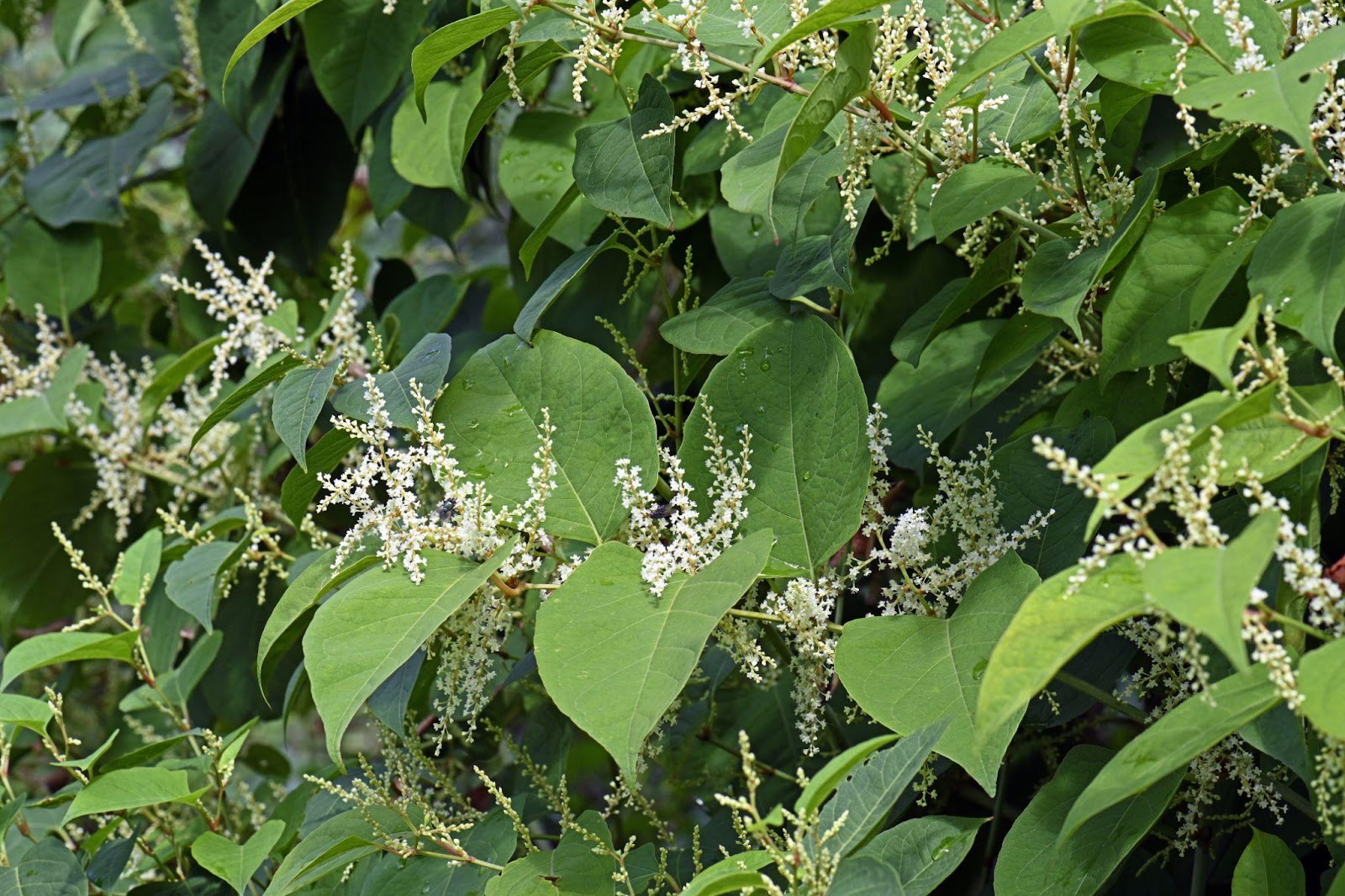 Spotted Japanese Knotweed? Here’s What You Need to Do - Gardening