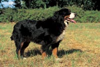 The Bernese Mountain Dog is one of the giant breeds predisposed to developing obesity