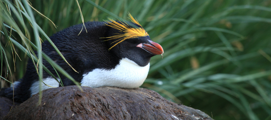 Los pingüinos de la Antártida
