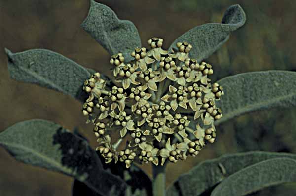 Woolypod milkweed
