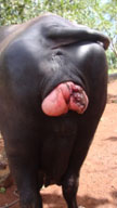 A buffalo with vaginal prolapse.