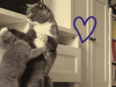 Vers le haut chat grognon gif 141679-Chat grognon gif