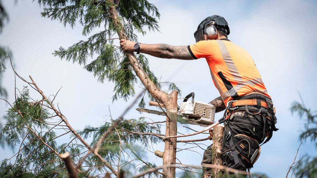 Tree Service in Burnaby
