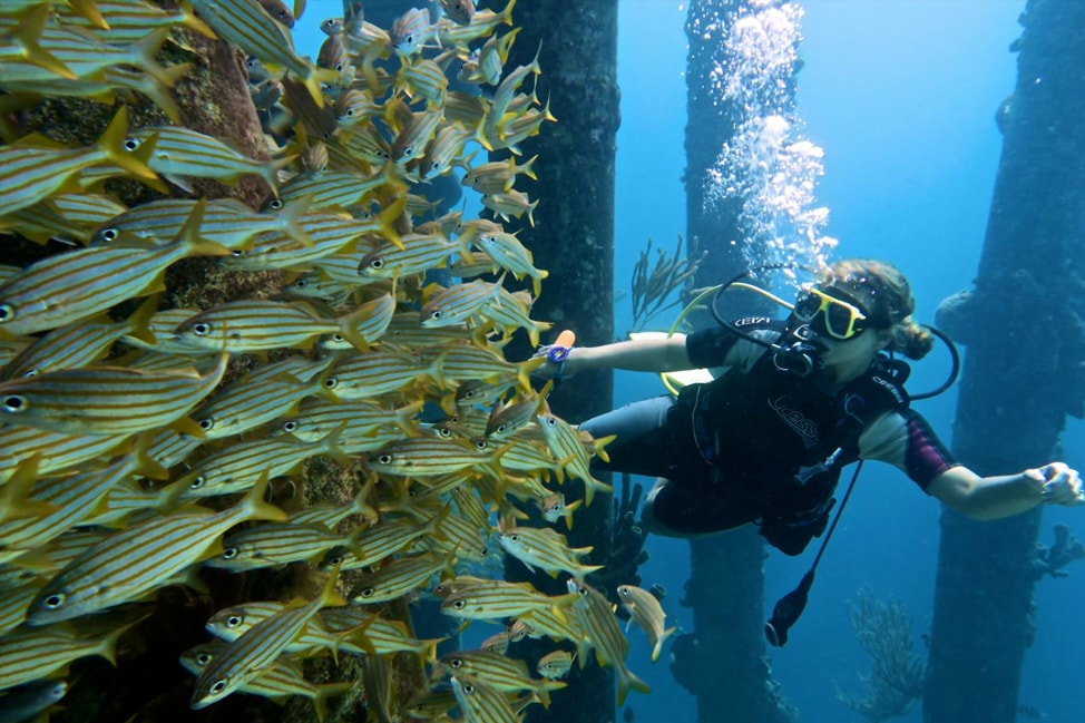 Caribbean Diving