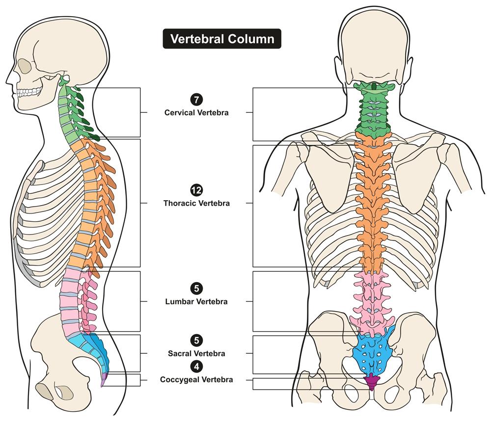 structure of neck bones