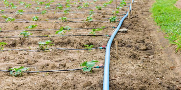 drip irrigation system for pumpkin plants 