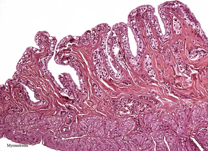This section is from the uterine/oviductal region