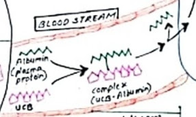 unconjugated  bilirubin binding with albumin in blood stream and taking UCB to  the liver
