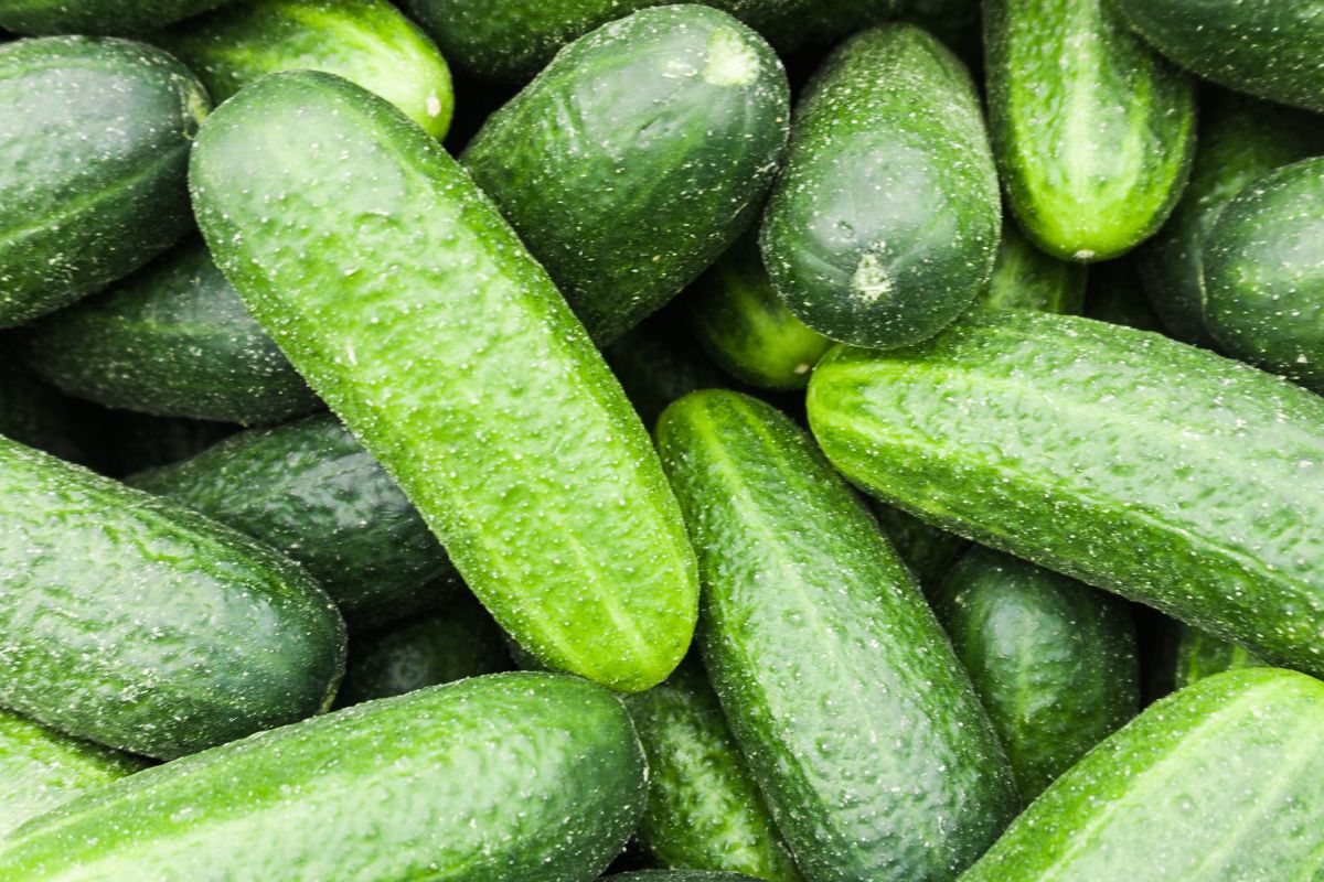 Choosing the Right Variety