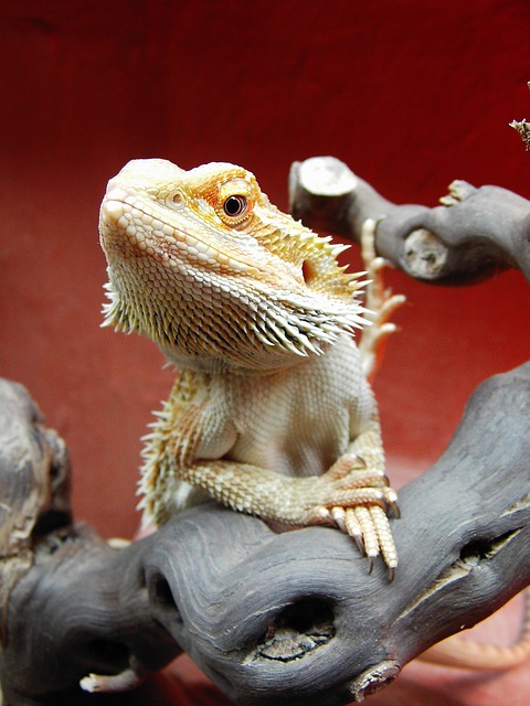 Bearded dragon on perch with front legs crossed