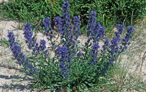 viper's bugloss