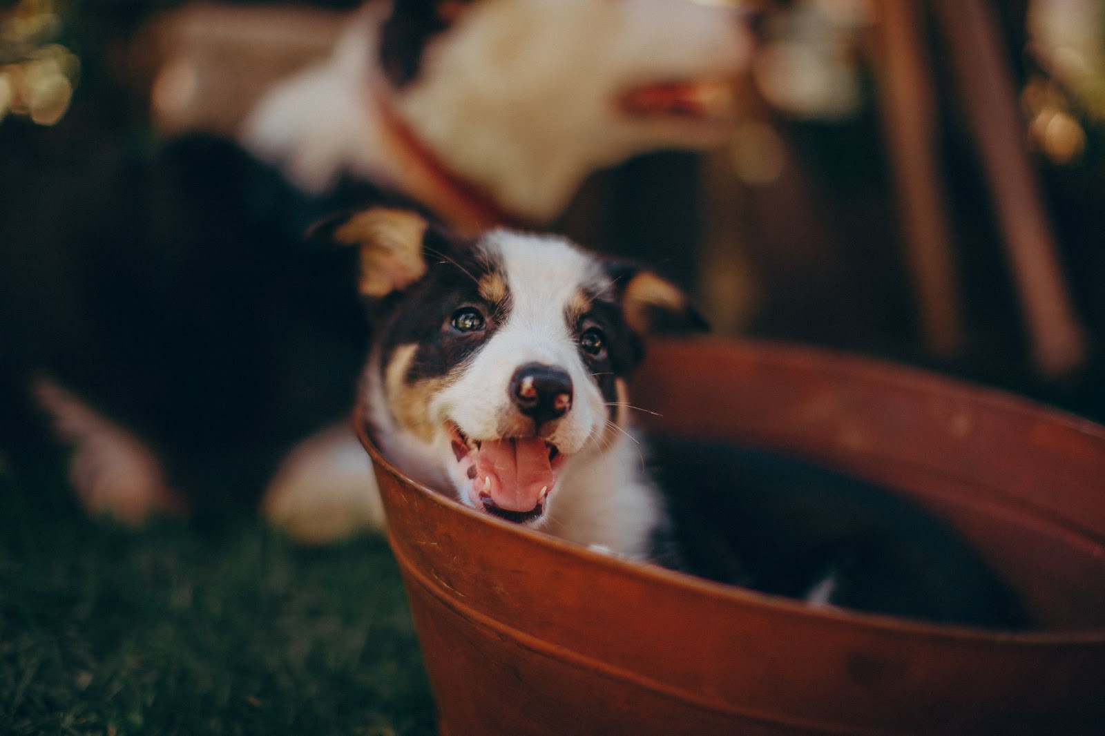Puppy Challenges: 101 Guide for First-Time Pet Parents  