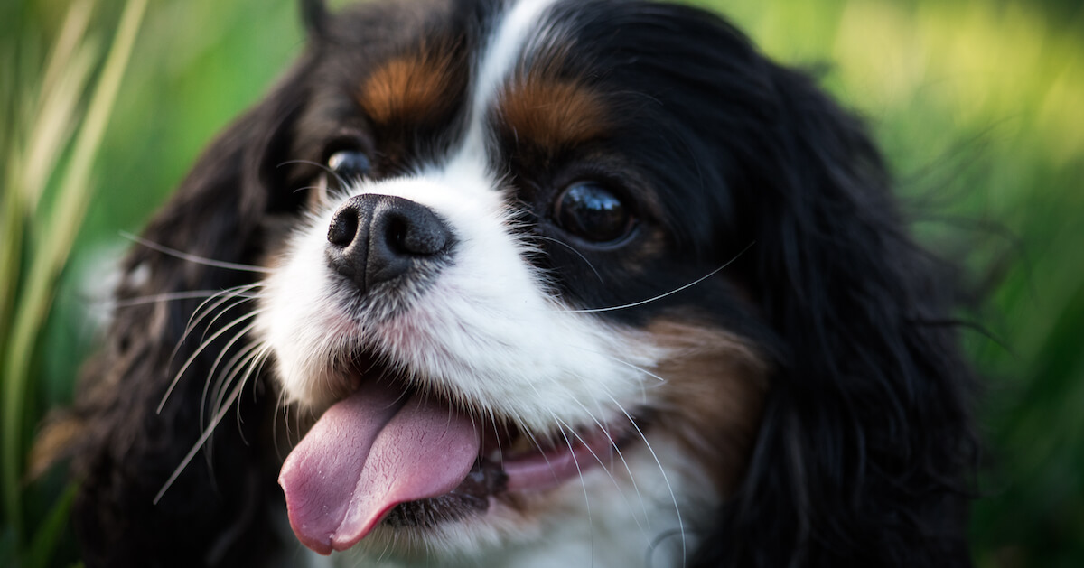 dog with long whiskers around nose