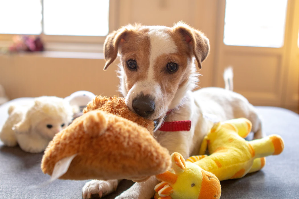 Dog with stuffed toys