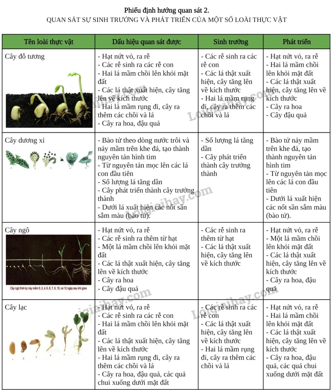 Giải KHTN 7 Bài 36: Thực hành chứng minh sinh trưởng và phát triển ở thực vật, động vật Chân trời sáng tạo