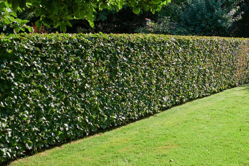 Put in trees and shrubs