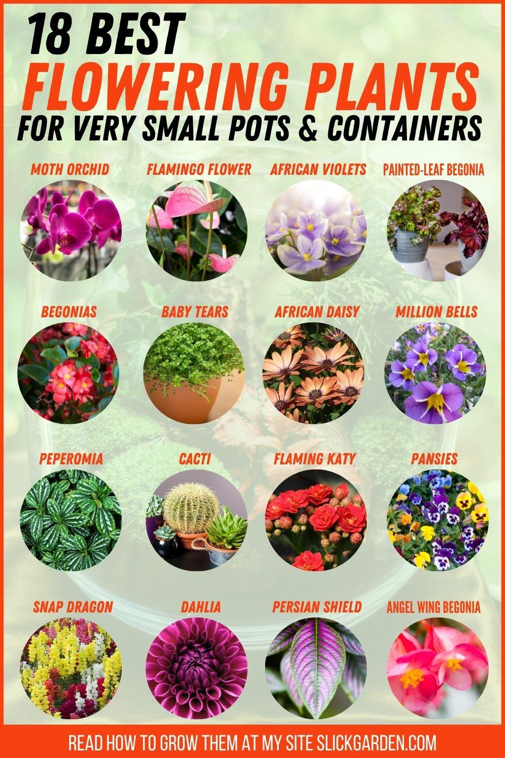 18 flowering plants infographic