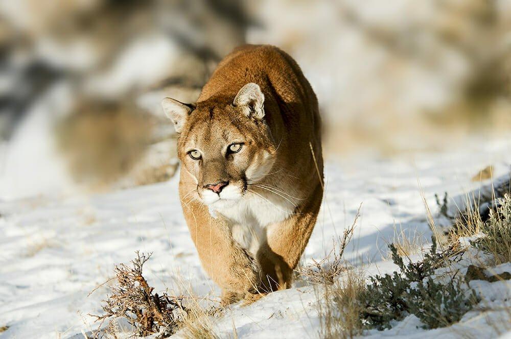 Wild cat species - Puma