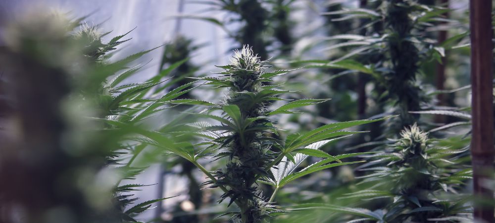 Germinar sementes autoflorescentes de marijuana