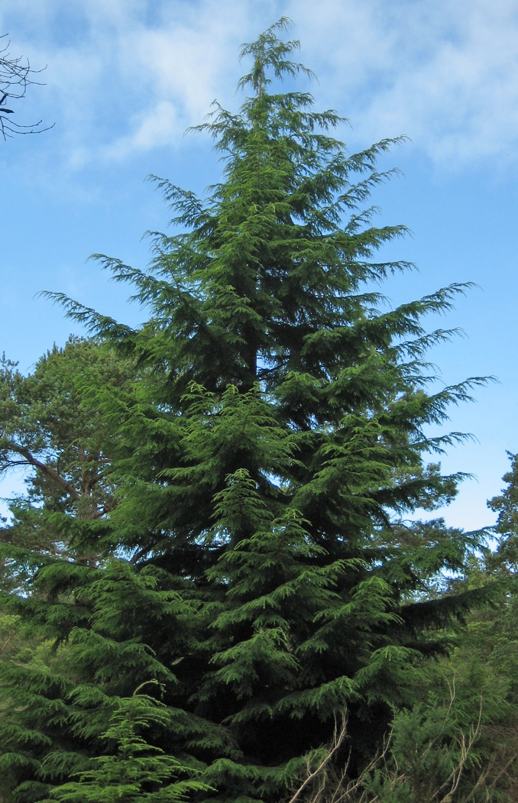 Is hemlock a good firewood
