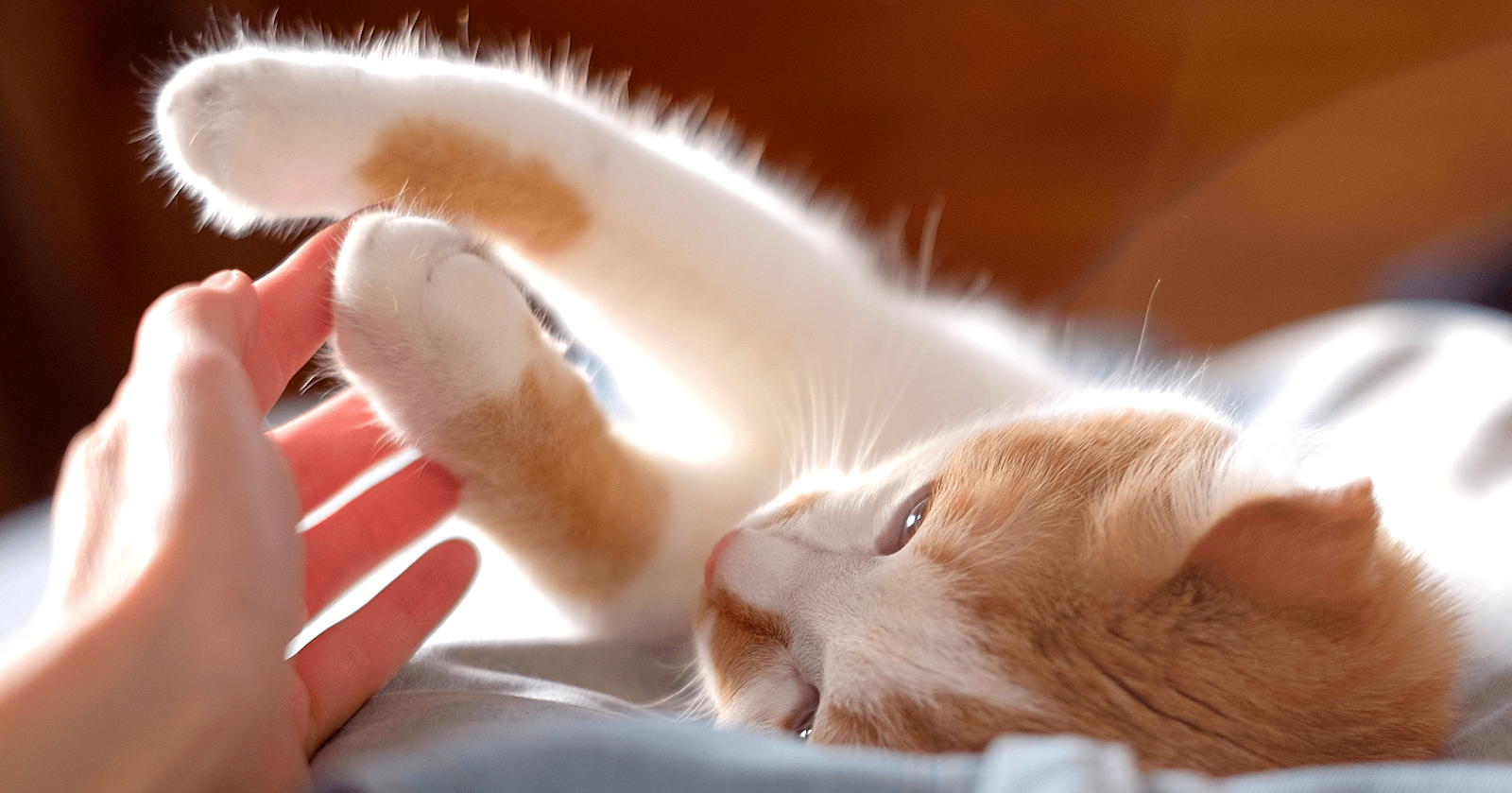 ginger and white kitten playing with paw on owners hand