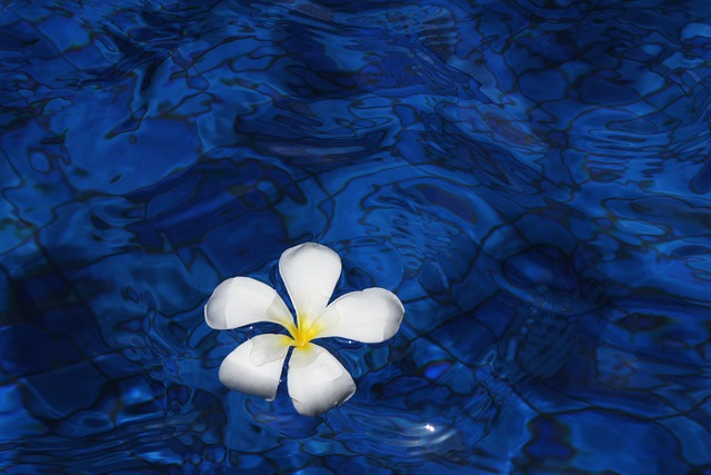 flower, water, spring