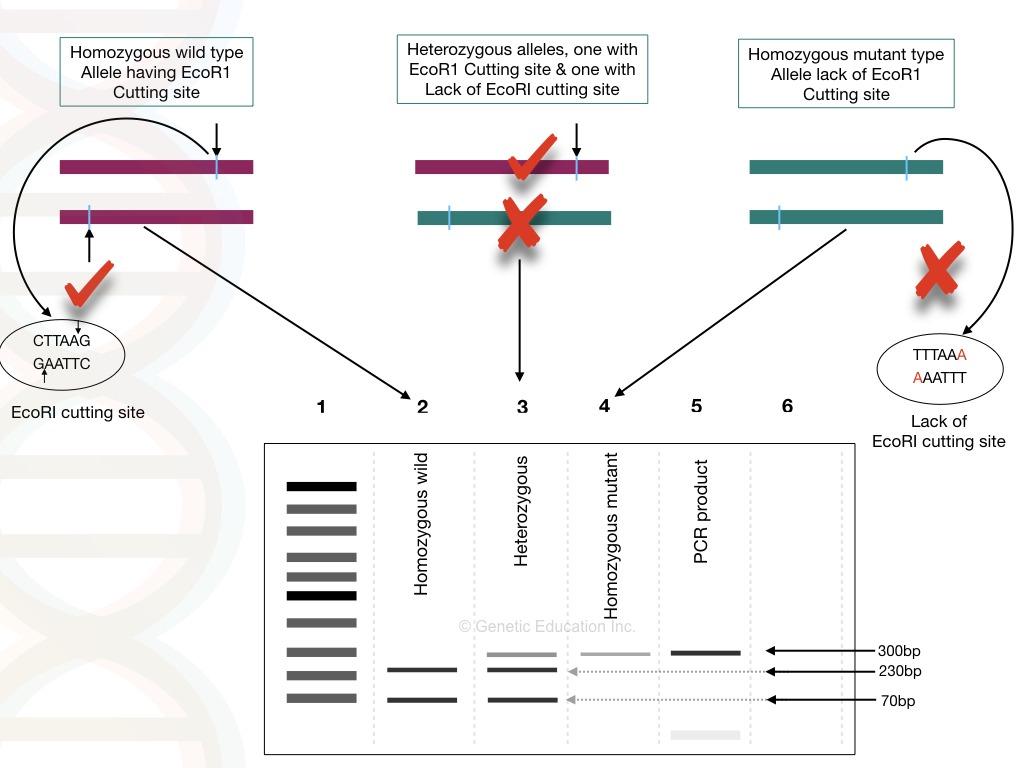 Illustration of the process and results of restriction digestion.