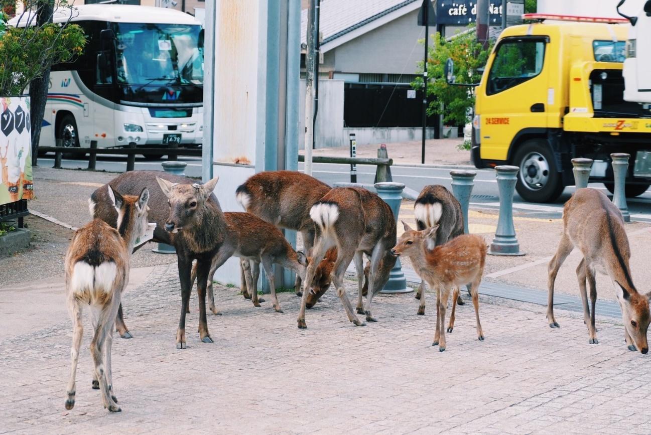 馬を引いて歩いている犬

中程度の精度で自動的に生成された説明