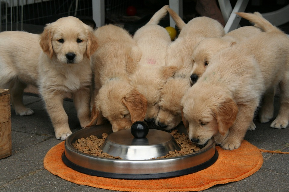 how to train a puppy to eat