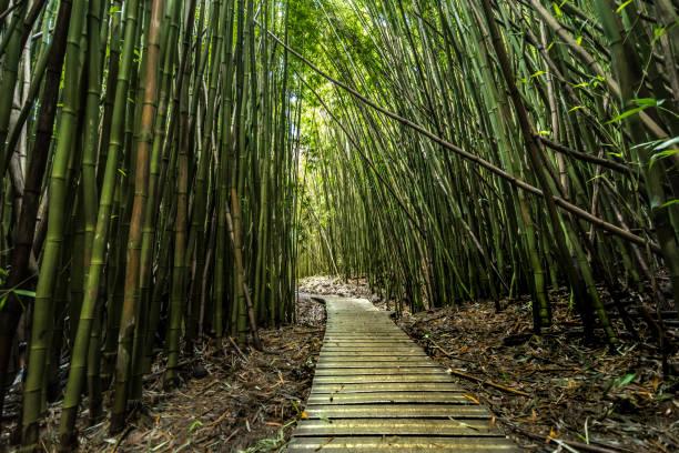 How Long Does It Take to Drive Around Maui (Recommended Stops)
