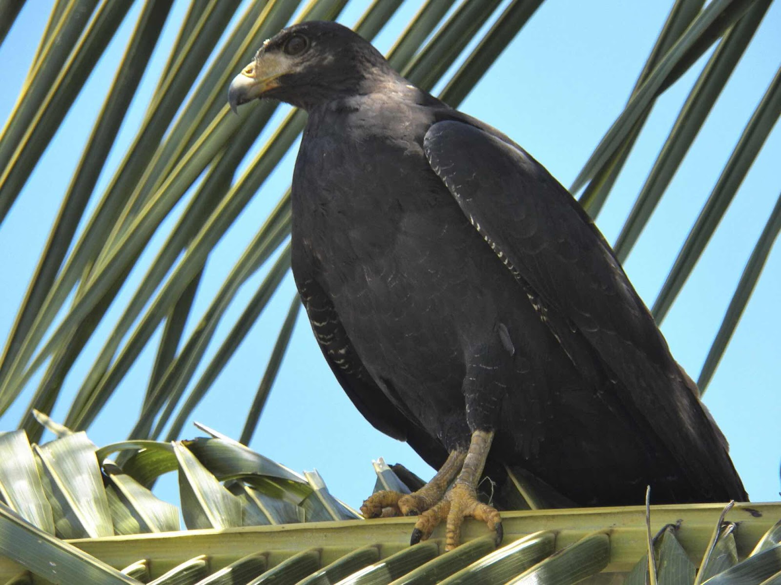 Common Black Hawk, Marina Ballena, Costa Rica