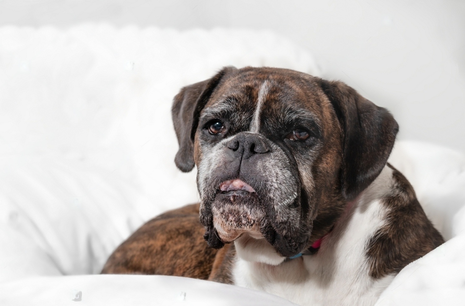 Golf Ball-Sized Lump On Dog's Neck - Causes And Treatment 3 UegEg5pff3nQnKdd PcYyctnThf7TydYjMPLBe8HG SRNFe2kimS8hCExc ULOGgb8gRm IDc0jx4hVAZrB501IDUN9WWvwGidY e3S0DuULK9xvsCoDpZmjX9UC5oF7yNslEb3W jn38NDfp A5mmQ