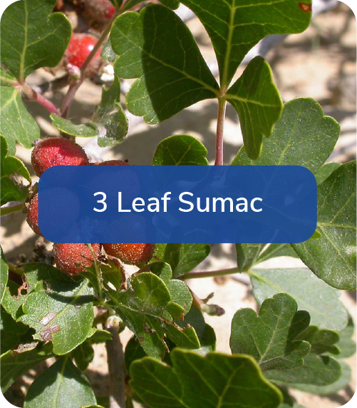 3 leaf sumac