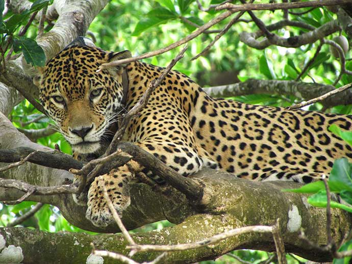 Animal felino deitado na floresta

Descrição gerada automaticamente com confiança média