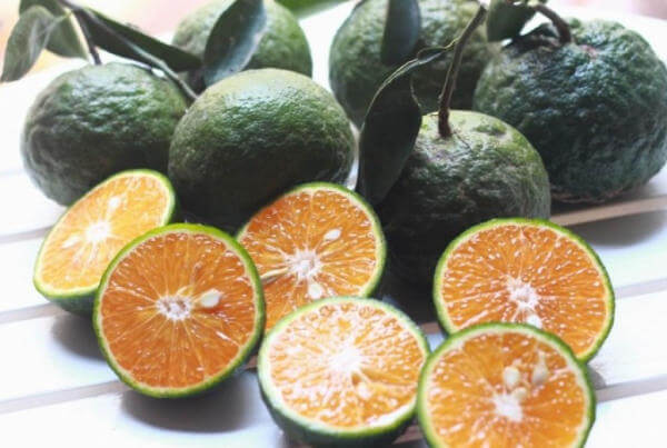 Cam bổ sung lượng vitamin C tự nhiên dồi dào cho cá Koi