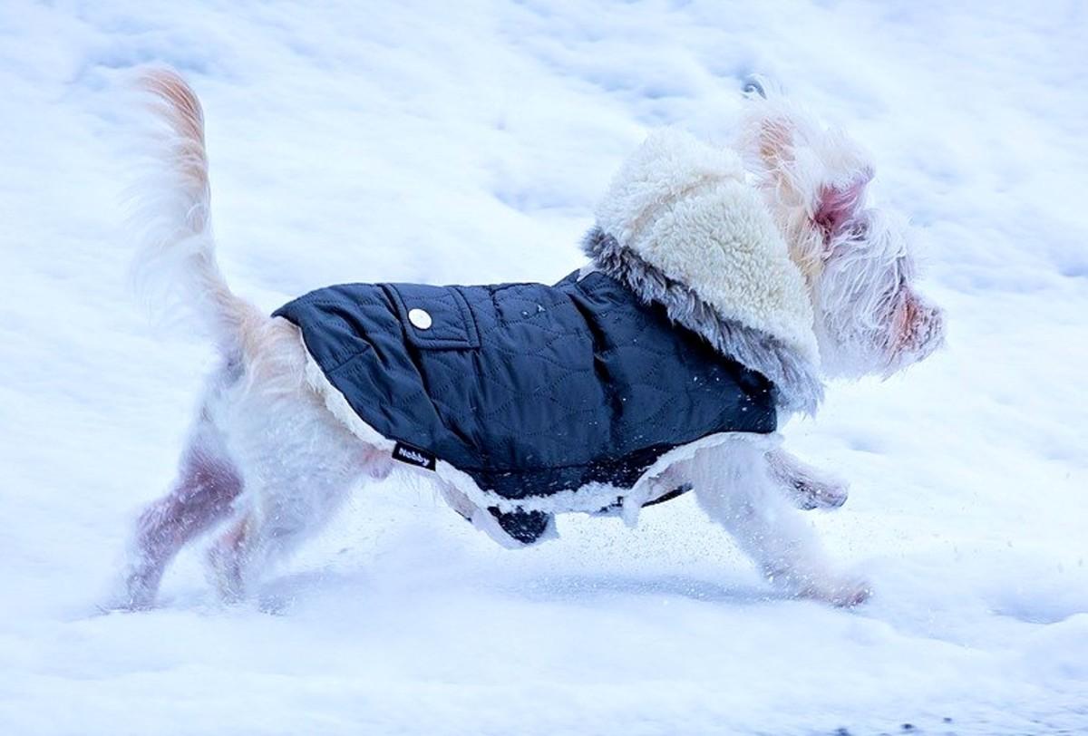 Heated Dog Houses and Other Ways to Keep Your Dog Warm in Winter 