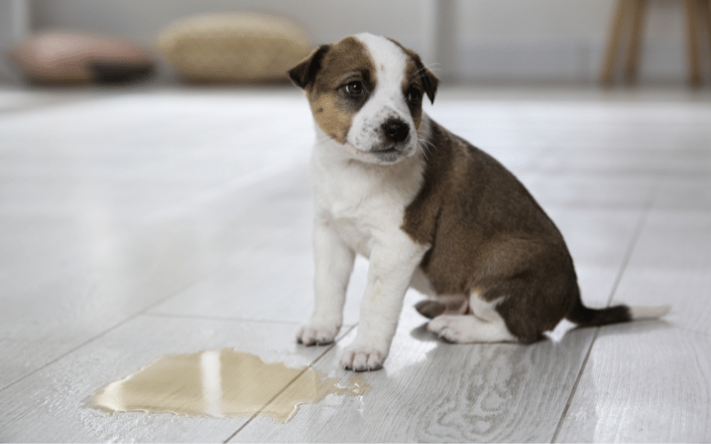 puppy sitting next to a puddle of pee on the floor