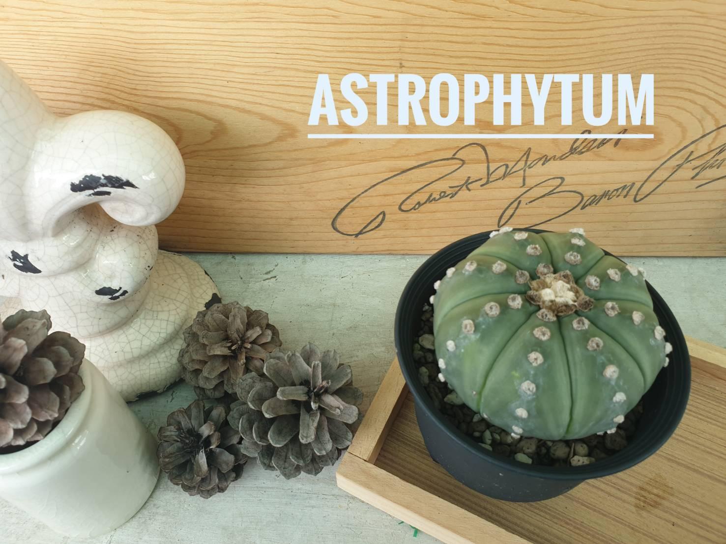 รู้จัก Astrophytum