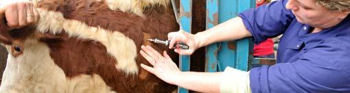 http://www.defra.gov.uk/animal-diseases/files/banner-cattle-testing-04.jpg