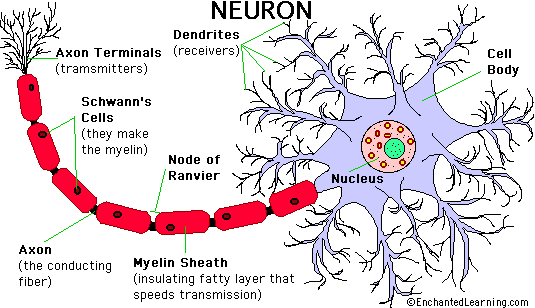 Neuron